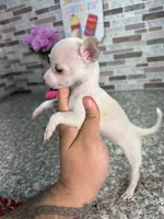 Mina, a female Chihuahua for sale in Houston, TX – 3 of 4