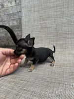 pete, a male Chihuahua for sale in Houston, TX – 8 of 9