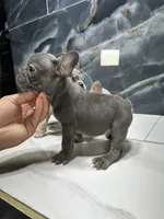 LACY, a female French Bulldog for sale in Houston, TX – 6 of 6