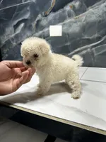 star, a female Poodle - Miniature  for sale in Houston, TX – Photo 5 of 7