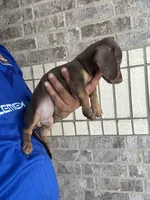Abby, a female Miniature Dachshund for sale in Houston, TX – 2 of 4