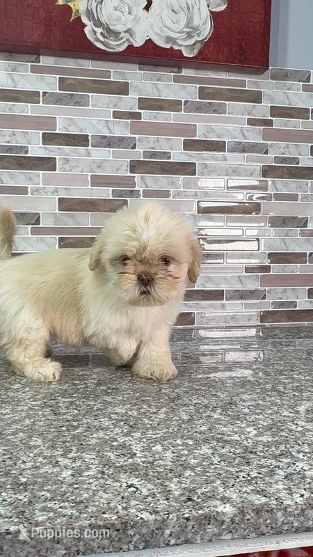 mona – Shih Tzu puppy for sale in Houston, TX