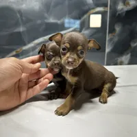 cookie, a female Chihuahua for sale in Houston, TX – Photo 1 of 2