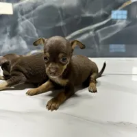 cookie, a female Chihuahua for sale in Houston, TX – Photo 2 of 2