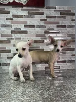 Nina, a female Chihuahua for sale in Houston, TX – 5 of 5