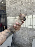Sugar, a female Chihuahua for sale in Houston, TX – 2 of 3