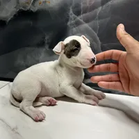 Eva, a female Bull Terrier for sale in Houston, TX – Photo 4 of 5