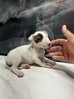 processed/dea22e41-88bd-44bc-8906-abe0cdf4307a/listing/235fca7d-2001-4163-8e69-0364c210dc33/2e8b43e3-a3ef-434e-97f1-973a7ba73c72