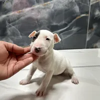 Eva, a female Bull Terrier for sale in Houston, TX – Photo 3 of 5