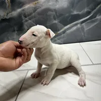 Eva, a female Bull Terrier for sale in Houston, TX – Photo 2 of 5