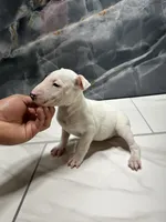 processed/dea22e41-88bd-44bc-8906-abe0cdf4307a/listing/235fca7d-2001-4163-8e69-0364c210dc33/8f252edf-b917-4bdc-9c23-cb7af72eff2d