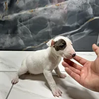 Eva, a female Bull Terrier for sale in Houston, TX – Photo 1 of 5