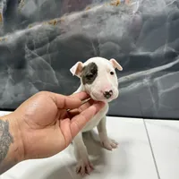 Eva, a female Bull Terrier for sale in Houston, TX – Photo 5 of 5