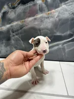 processed/dea22e41-88bd-44bc-8906-abe0cdf4307a/listing/235fca7d-2001-4163-8e69-0364c210dc33/d9235f94-1383-4b1f-9d42-2828d3d43a94