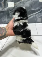 Tina, a female Shih Tzu for sale in Houston, TX – 2 of 4
