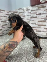 Roxy, a female Miniature Dachshund for sale in Houston, TX – 1 of 2