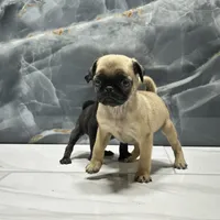 Molly, a female Pug for sale in Houston, TX – Photo 5 of 7