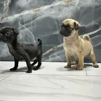 Molly, a female Pug for sale in Houston, TX – Photo 4 of 7