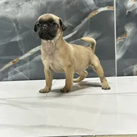 Molly, a female Pug for sale in Houston, TX – Photo 7 of 7