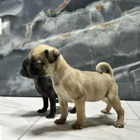 Molly, a female Pug for sale in Houston, TX – Photo 6 of 7