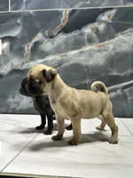 processed/dea22e41-88bd-44bc-8906-abe0cdf4307a/listing/2fac4f7e-83a7-4477-a3d0-2fd6c4ad61d4/9f0b7dfb-d8df-4fbc-968b-84b72d57d8ba