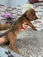 Oliver, a male Miniature Dachshund for sale in Houston, TX – 4 of 4