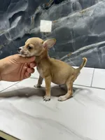 pablo, a male Chihuahua for sale in Houston, TX – Photo 7 of 7