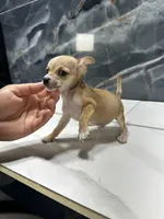 pablo, a male Chihuahua for sale in Houston, TX – Photo 6 of 7