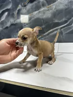 pablo, a male Chihuahua for sale in Houston, TX – Photo 5 of 7