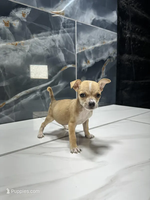 pablo – Chihuahua puppy for sale in Houston, TX
