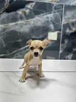 pablo, a male Chihuahua for sale in Houston, TX – Photo 3 of 7