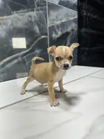 pablo, a male Chihuahua for sale in Houston, TX – Photo 4 of 7