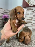 Tucker, a male Miniature Dachshund for sale in Houston, TX – 1 of 3