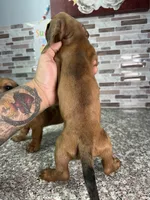 Tucker, a male Miniature Dachshund for sale in Houston, TX – 3 of 3