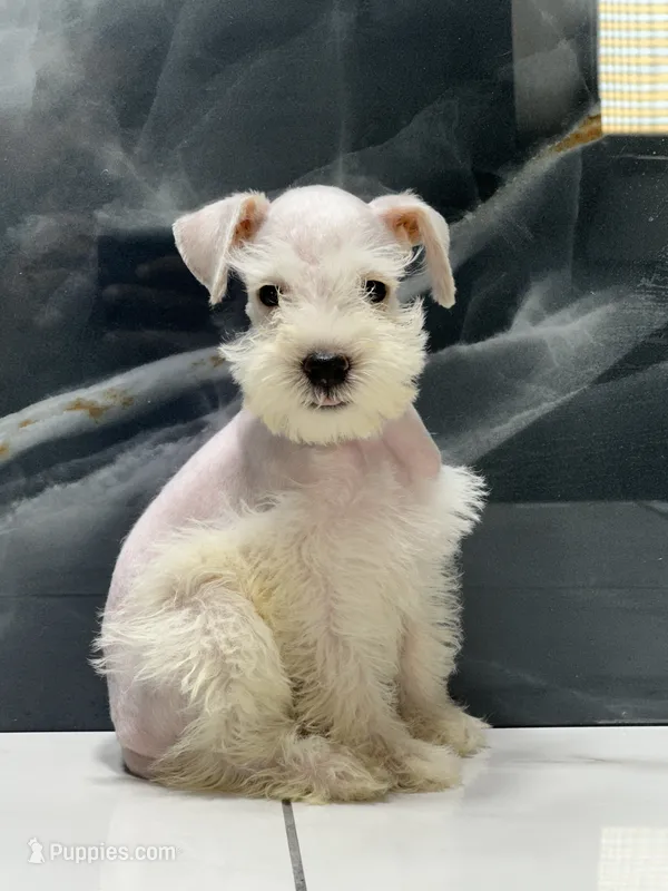 Snow – Miniature Schnauzer puppy for sale in Houston, TX