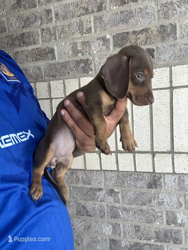 Abby – Miniature Dachshund puppy for sale in Houston, TX
