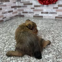 milo, a male Yorkshire Terrier for sale in Houston, TX – Photo 5 of 6