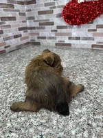 milo, a male Yorkshire Terrier for sale in Houston, TX – Photo 5 of 6