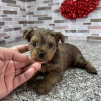 milo, a male Yorkshire Terrier for sale in Houston, TX – Photo 1 of 6