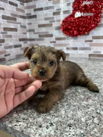 milo, a male Yorkshire Terrier for sale in Houston, TX – Photo 1 of 6