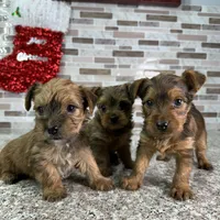 milo, a male Yorkshire Terrier for sale in Houston, TX – Photo 6 of 6