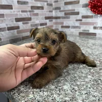 milo, a male Yorkshire Terrier for sale in Houston, TX – Photo 4 of 6
