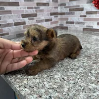 milo, a male Yorkshire Terrier for sale in Houston, TX – Photo 3 of 6