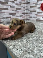 milo, a male Yorkshire Terrier for sale in Houston, TX – Photo 3 of 6