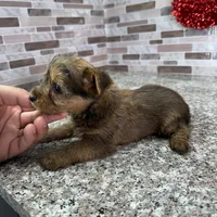 milo, a male Yorkshire Terrier for sale in Houston, TX – Photo 2 of 6