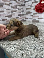 milo, a male Yorkshire Terrier for sale in Houston, TX – Photo 2 of 6