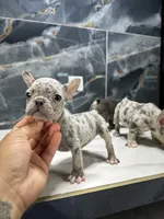 Diamond, a female French Bulldog for sale in Houston, TX – 1 of 6