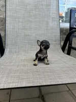 marla, a female Chihuahua for sale in Houston, TX – 8 of 8