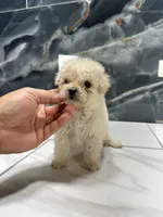 star, a female Poodle - Miniature  for sale in Houston, TX – Photo 4 of 7