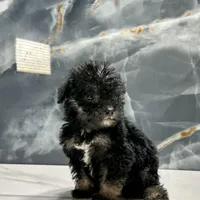 dior, a female Poodle - Miniature  for sale in Houston, TX – Photo 2 of 10